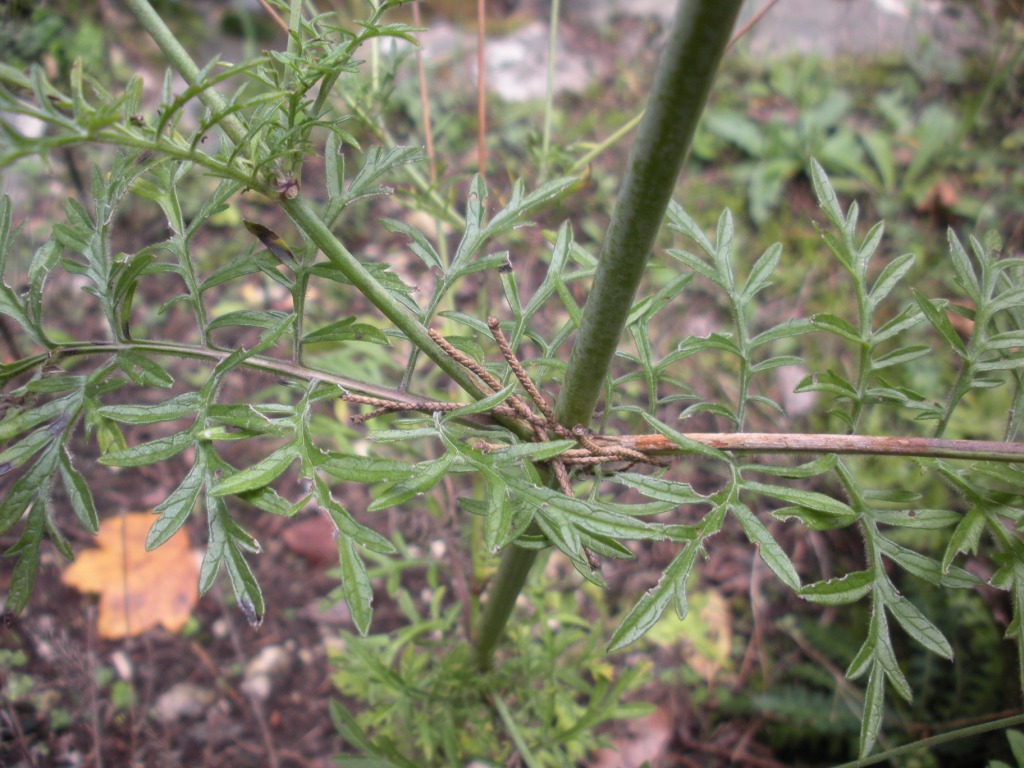 Scabiosa uniseta ?